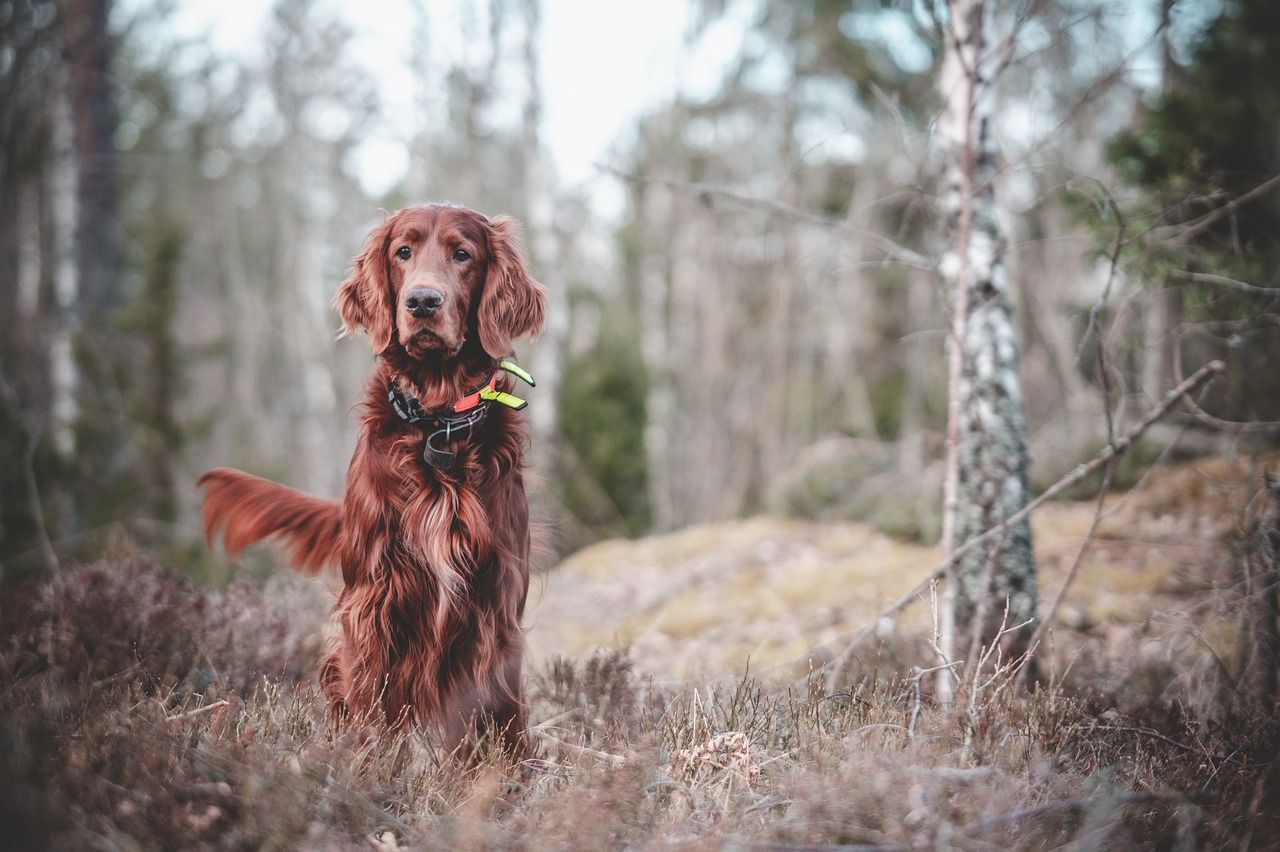 entdecken sie effektive hundetrainingstechniken, die ihrem vierbeinigen freund helfen, gehorsam zu werden und ein glückliches leben zu führen. lernen sie, wie sie verhaltensprobleme lösen und die bindung zu ihrem hund stärken können.