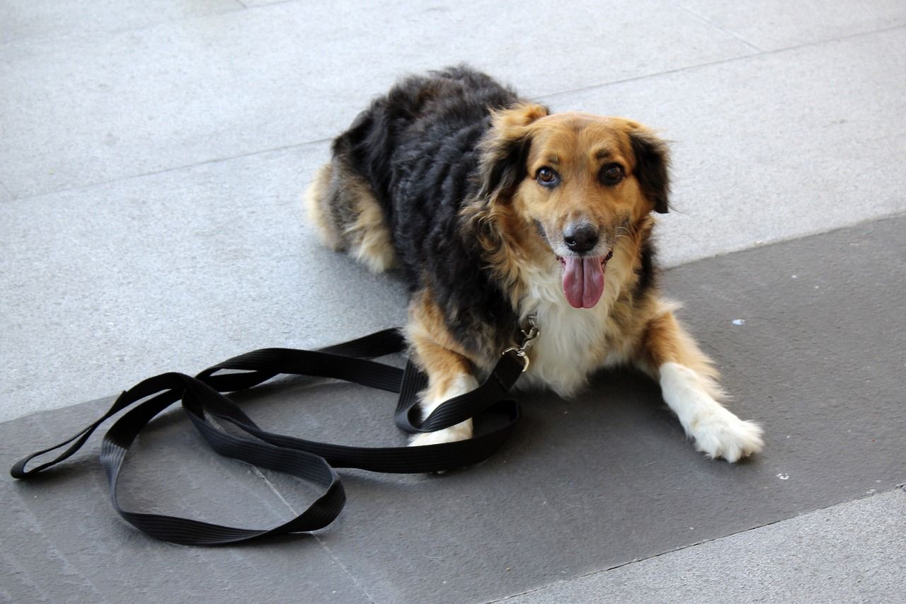 welcher hundebesitzer möchte nicht, dass seine fellnase gut erzogen ist? entdecken sie effektive methoden und tipps für das hundetraining, um eine harmonische beziehung zu ihrem vierbeiner aufzubauen. ob grundgehorsam oder spezielle tricks – hier finden sie die besten strategien für eine erfolgreiche ausbildung!