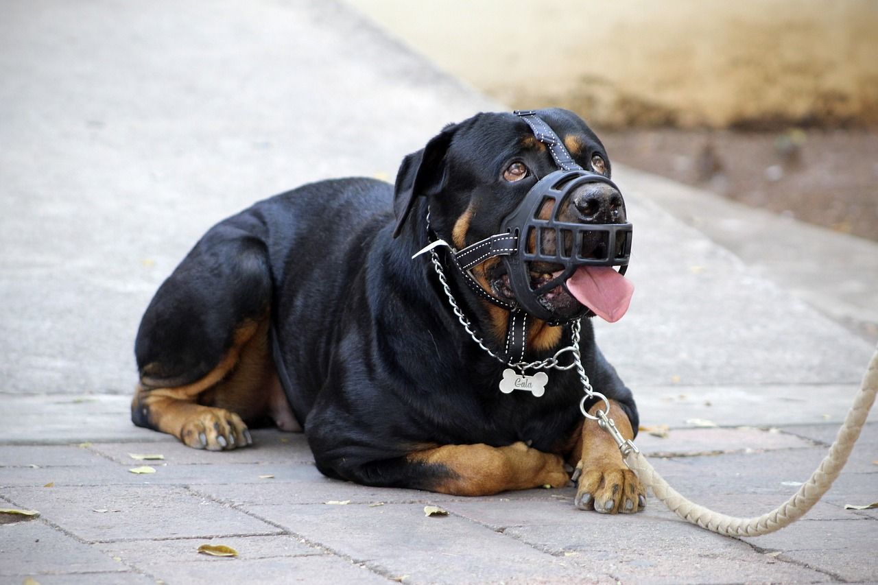 professionelles hundetraining: erziehen sie ihren hund mit effektiven methoden. lernen sie, wie sie verhaltensprobleme beheben und die bindung zu ihrem hund stärken können.
