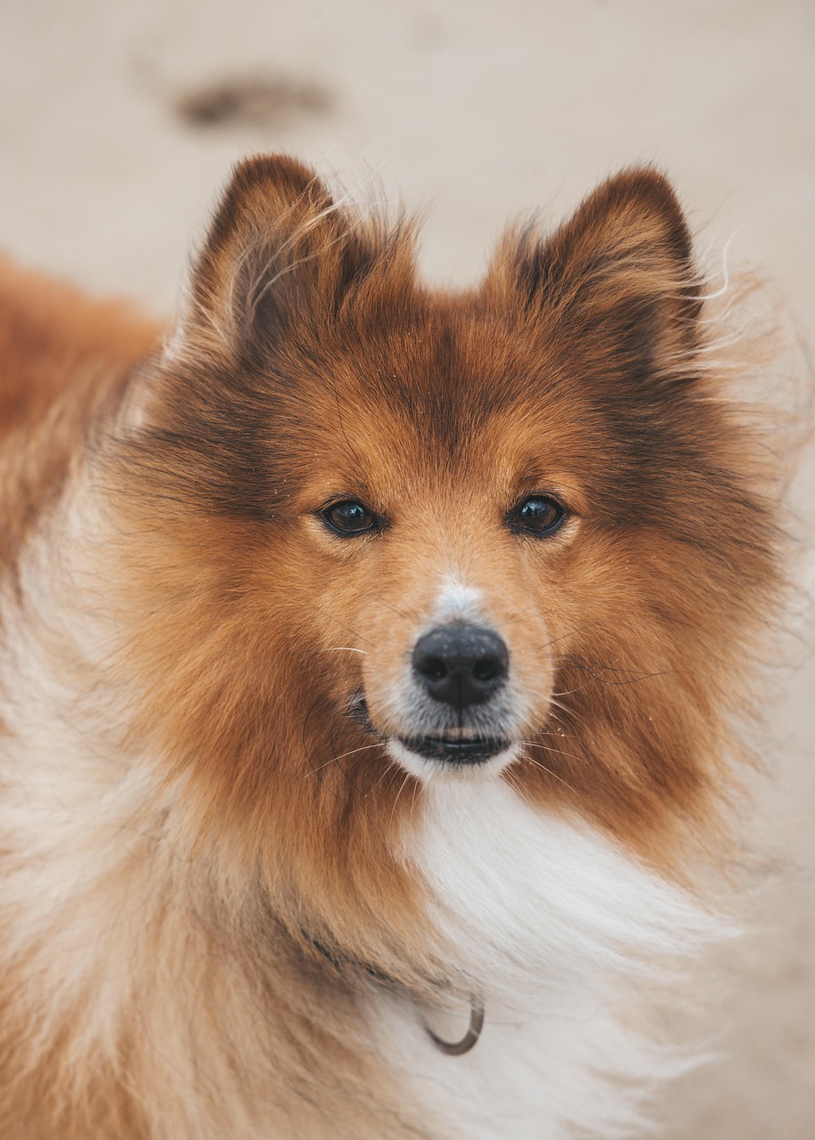 entdecken sie unser hochwertiges hundefutter, das speziell entwickelt wurde, um die gesundheit und das wohlbefinden ihres hundes zu fördern. mit ausgewählten zutaten sorgt unser futter für eine ausgewogene ernährung und glückliche, gesunde haustiere.