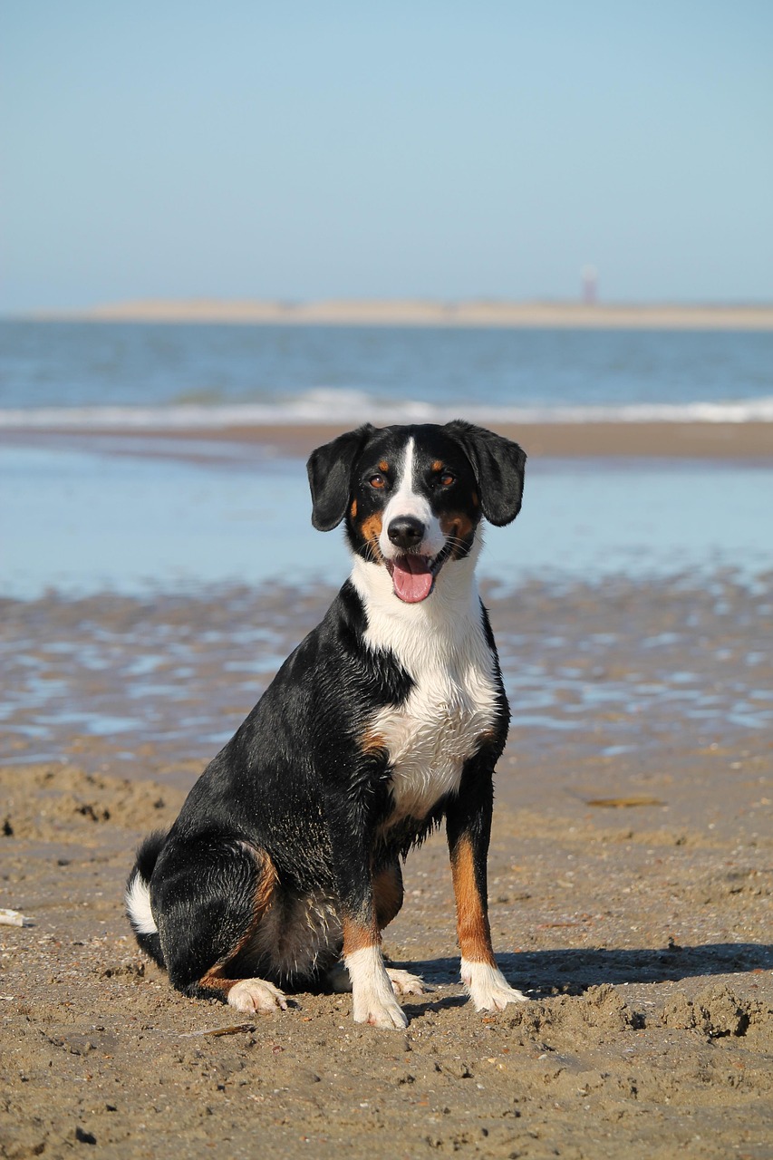 entdecken sie hochwertige hundezubehör für ihren pelzigen freund! von bequemen halsbändern bis zu stilvollen spielzeugen – alles, was sie brauchen, um das leben ihres hundes noch schöner zu gestalten.