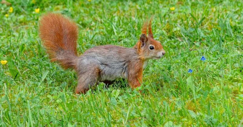 Kann man Eichhörnchen als Haustier kaufen?