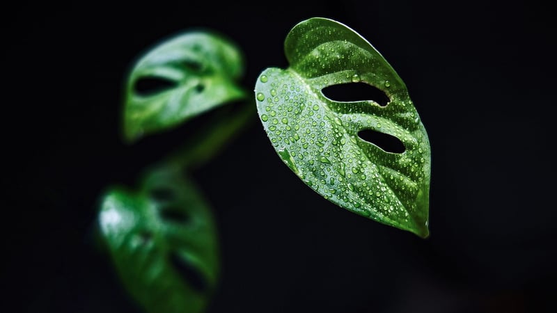 Monstera Pflege 2026: Die ultimativen Tipps für perfekte Fensterblätter