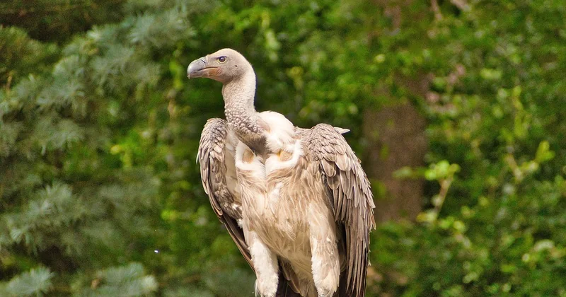 Kondor und Geier: die Riesen unter den Greifvögeln