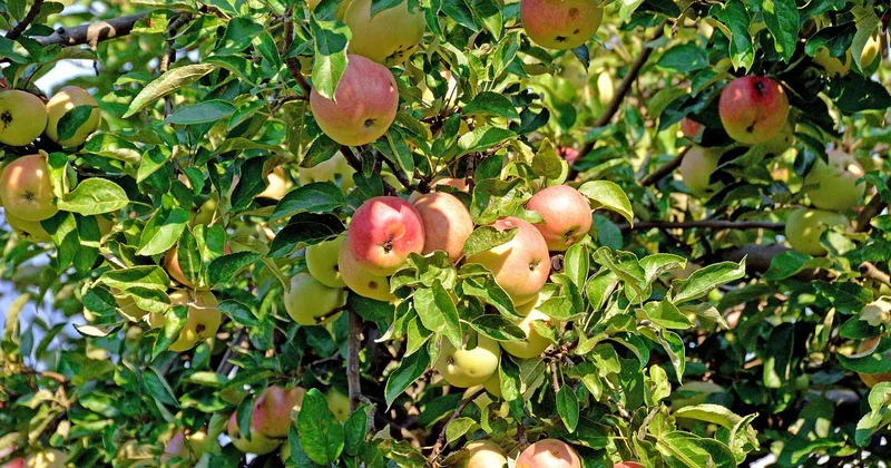 Nistkasten aufhängen am Baum oder an der Hauswand?