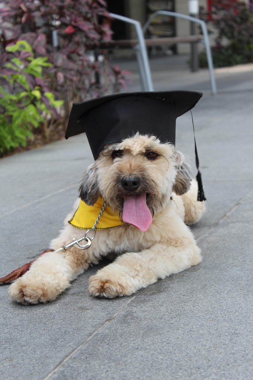 Hundetraining: effektive Methoden für ein harmonisches Zusammenleben