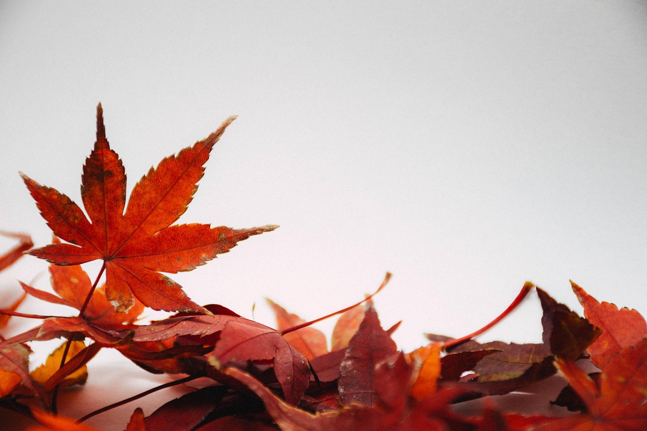 Die schönsten Dekorationstrends für jede Jahreszeit: Kreative Ideen für Frühling, Sommer, Herbst und Winter