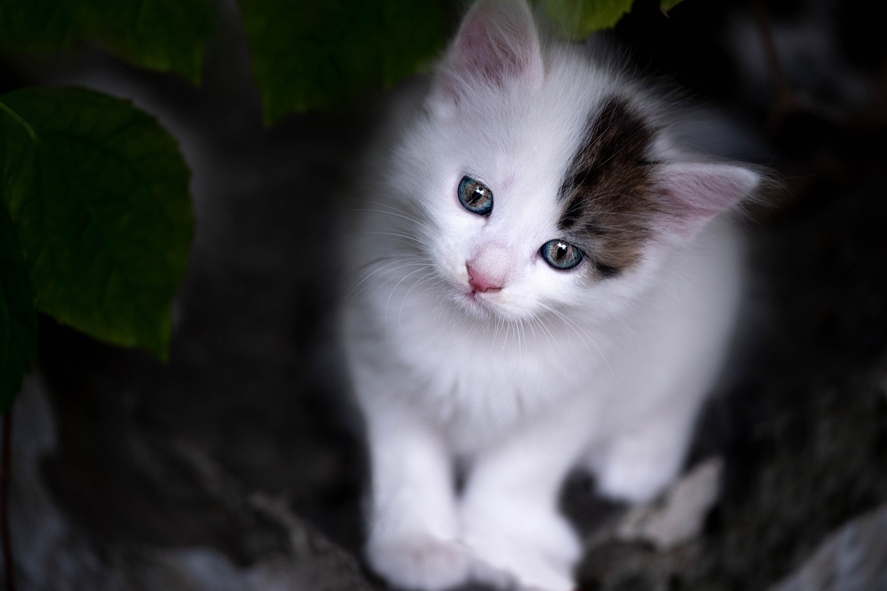 Tier-Adoption: Wichtige Informationen für zukünftige Tierbesitzer