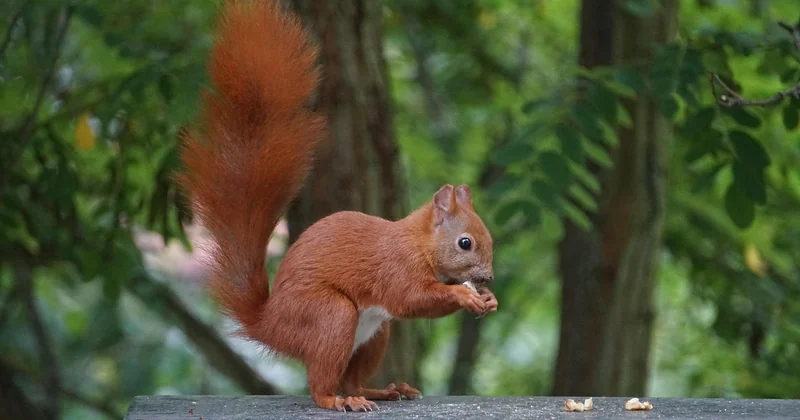 Wie lange lebt ein Eichhörnchen?