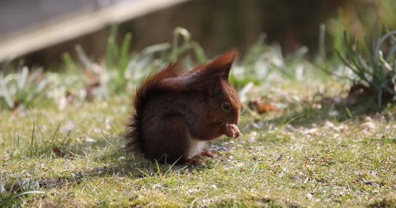 Kann ein Eichhörnchen handzahm werden?