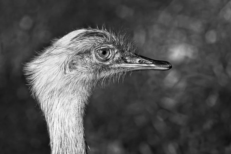 Rhea in der Kunst und Kultur