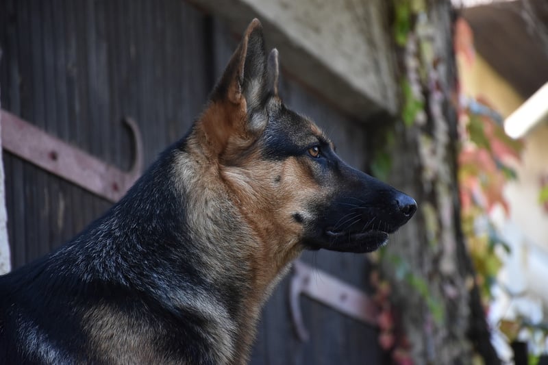 chien