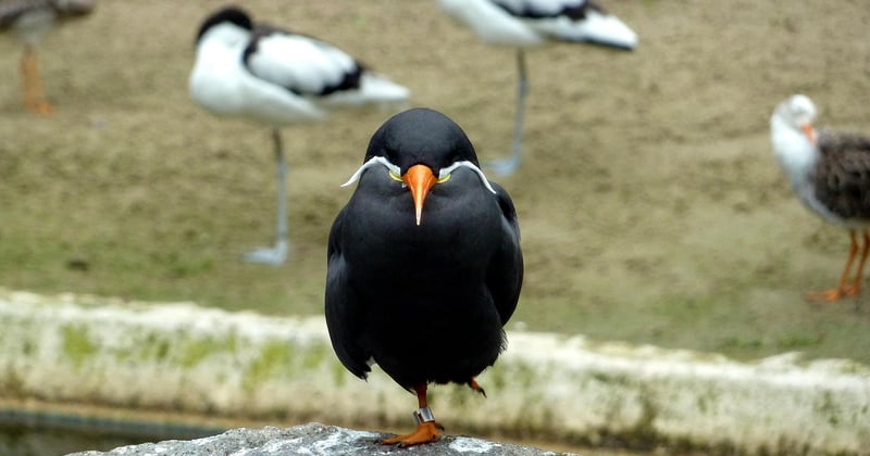 Welcher ist der größter Vogel der Welt? Das sind die Giganten