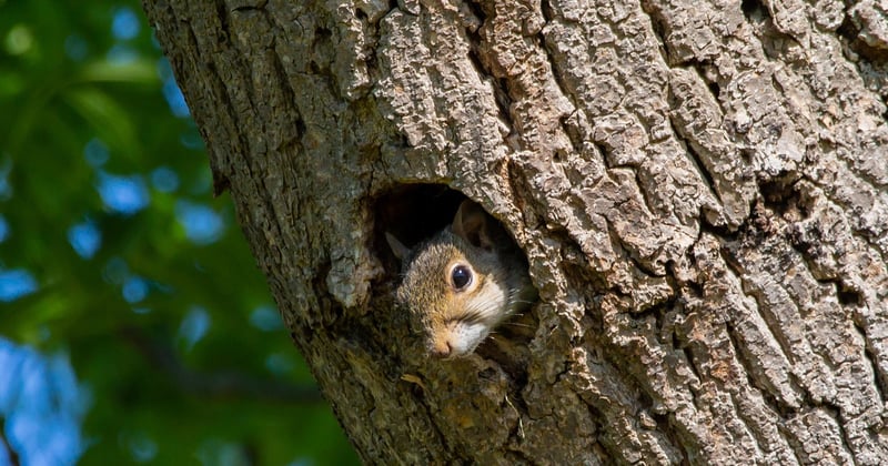 Eichhörnchen als Haustier: Darum solltest du es dir gut überlegen