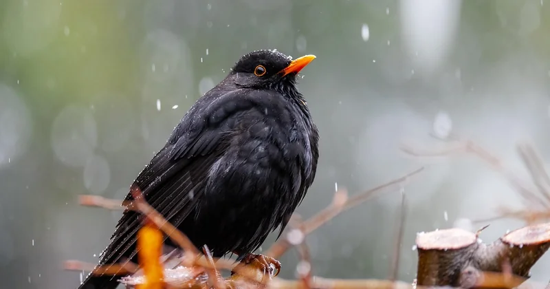 Größter Vogel der Welt jemals: die wahre Rekordliga