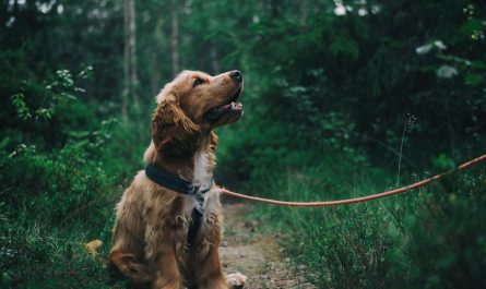 entdecken sie die welt der hunde! von den besten rassen und pflegehinweisen bis hin zu trainingstipps und gesundheitspflege – alles, was sie für ein glückliches leben mit ihrem vierbeinigen freund brauchen.