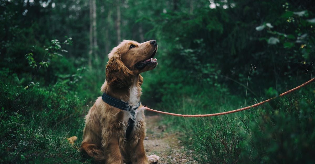 entdecken sie die welt der hunde! von den besten rassen und pflegehinweisen bis hin zu trainingstipps und gesundheitspflege – alles, was sie für ein glückliches leben mit ihrem vierbeinigen freund brauchen.