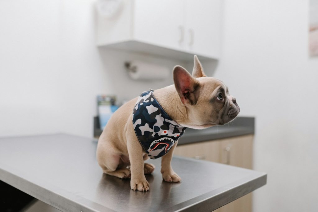 Weiße französische Bulldogge mit blau-weißem Tupfenhemd