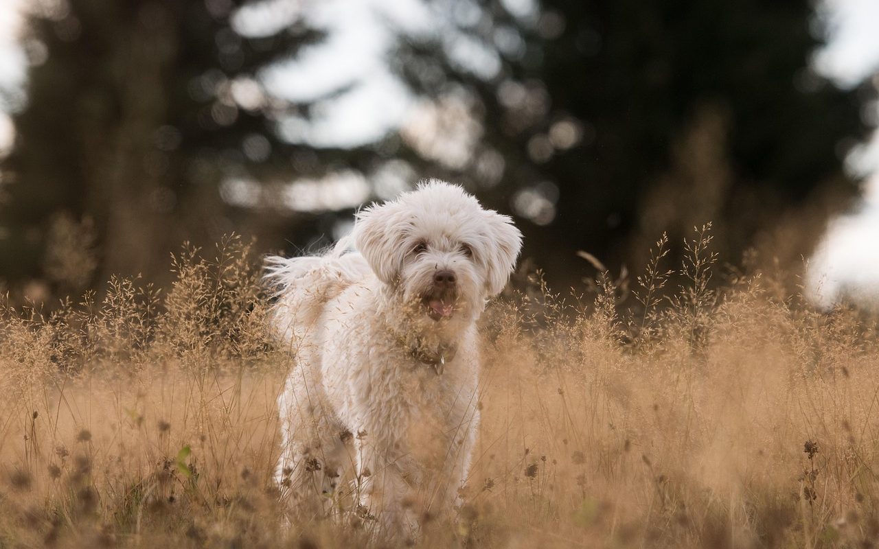 entdecken sie die faszinierende welt des tierverhaltens! erfahren sie, wie tiere kommunizieren, interagieren und sich an ihre umgebung anpassen. tauchen sie ein in die wissenschaft des verhaltens und lernen sie mehr über die aufregenden strategien und techniken der tierwelt.