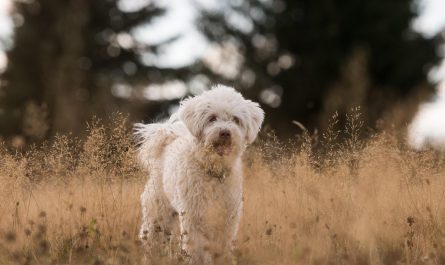 entdecken sie die faszinierende welt des tierverhaltens! erfahren sie, wie tiere kommunizieren, interagieren und sich an ihre umgebung anpassen. tauchen sie ein in die wissenschaft des verhaltens und lernen sie mehr über die aufregenden strategien und techniken der tierwelt.