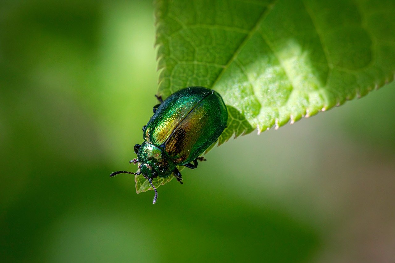 erforschen sie das faszinierende verhalten von tieren – von instinkten bis sozialen interaktionen. entdecken sie, wie tiere kommunizieren, sich anpassen und ihre umgebung beeinflussen. ideal für tierliebhaber und wissenschaftsinteressierte!