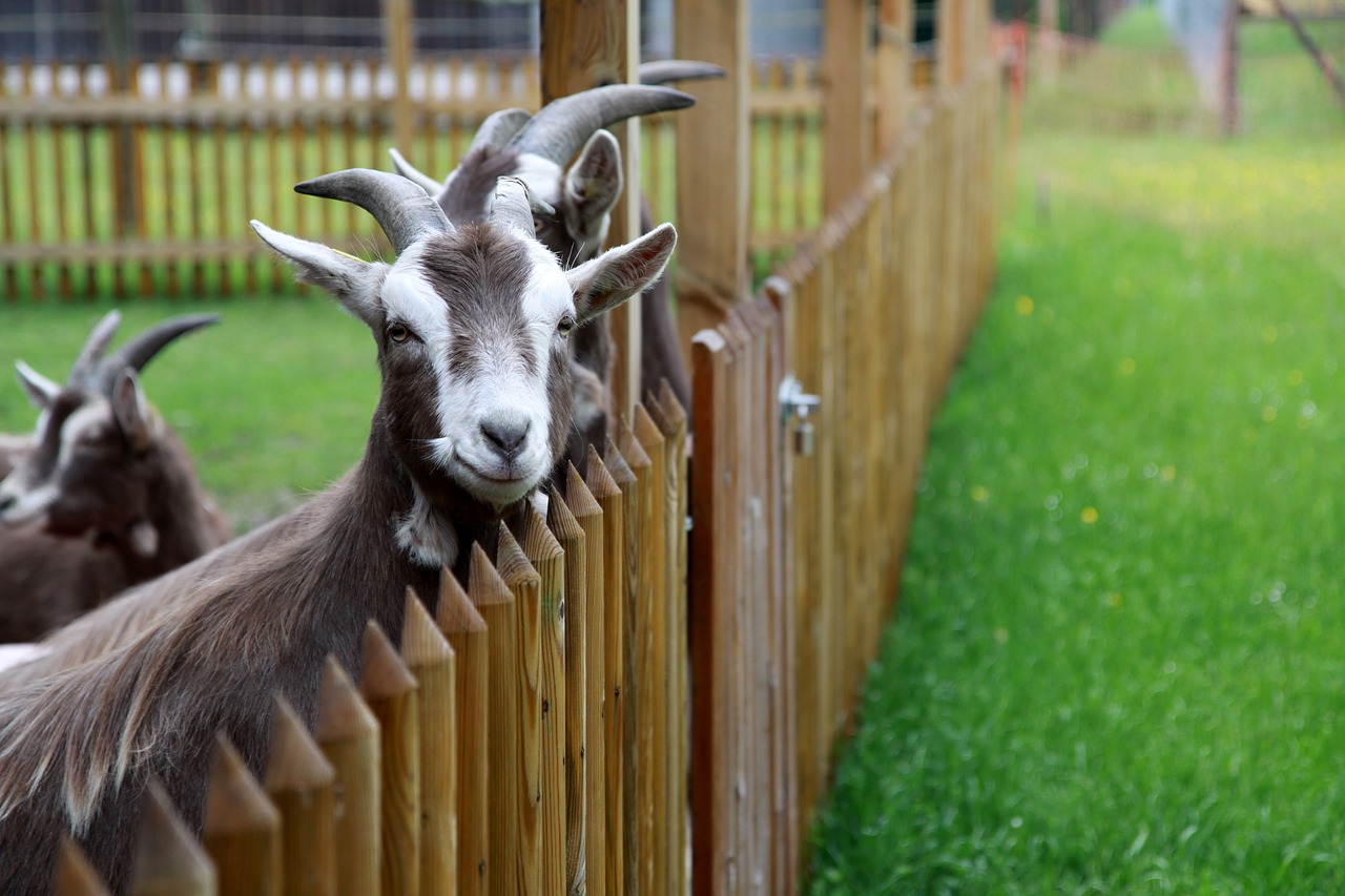 entdecken sie die wichtigsten tierschutzorganisationen, die sich für das wohl von tieren einsetzen. erfahren sie mehr über ihre mission, aktivitäten und wie sie helfen können.
