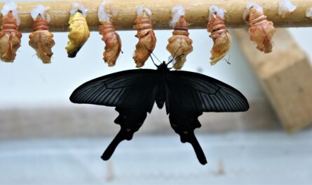 neueste gesellschaftliche entwicklungen: aktuelle trends und veränderungen in der gesellschaft, die unser zusammenleben prägen.