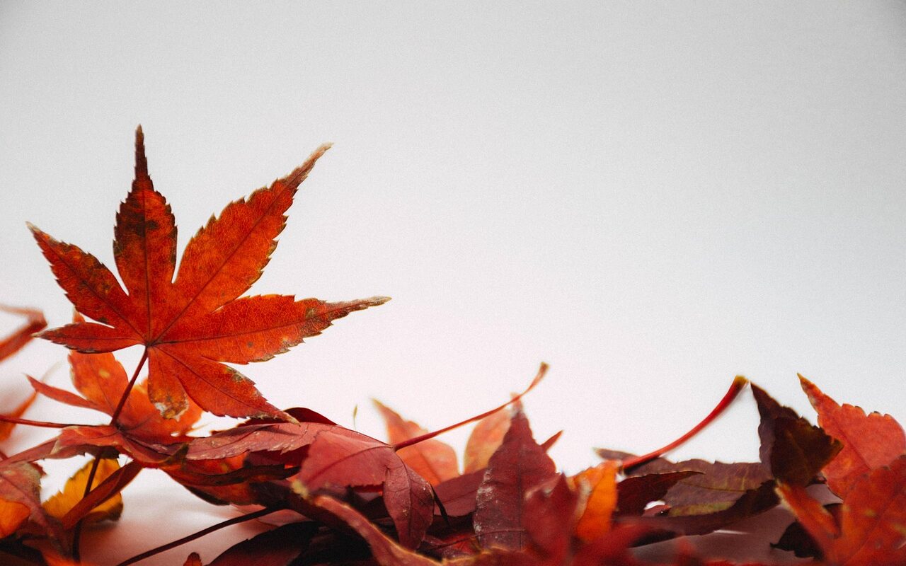 entdecken sie die neuesten trends f&uuml;r saisonale dekorationen und verleihen sie ihrem zuhause eine festliche und stilvolle atmosph&auml;re.