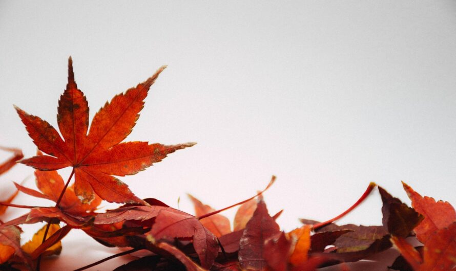 Die sch&ouml;nsten Dekorationstrends f&uuml;r jede Jahreszeit: Kreative Ideen f&uuml;r Fr&uuml;hling, Sommer, Herbst und Winter